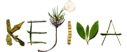 Kejiwa